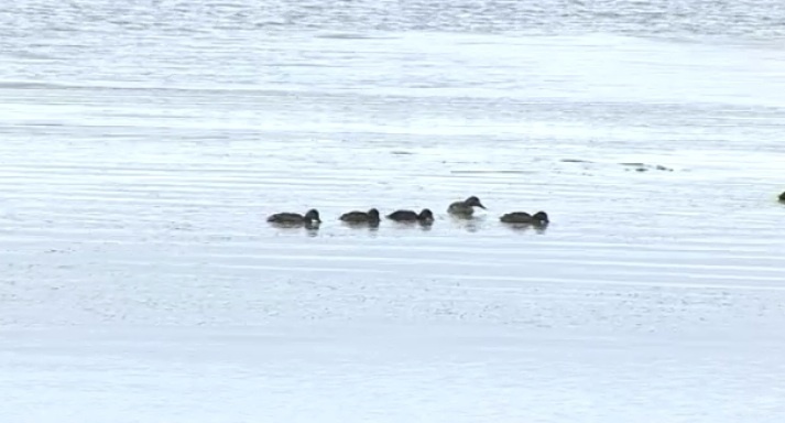 Siúlóid Ghaeilge ar son na cúise