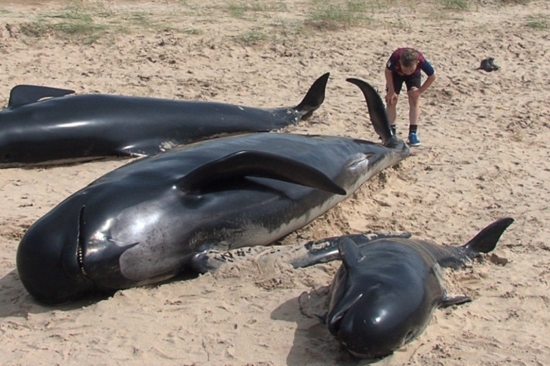 Míolta móra fágtha le bás a fháil i dTír Chonaill