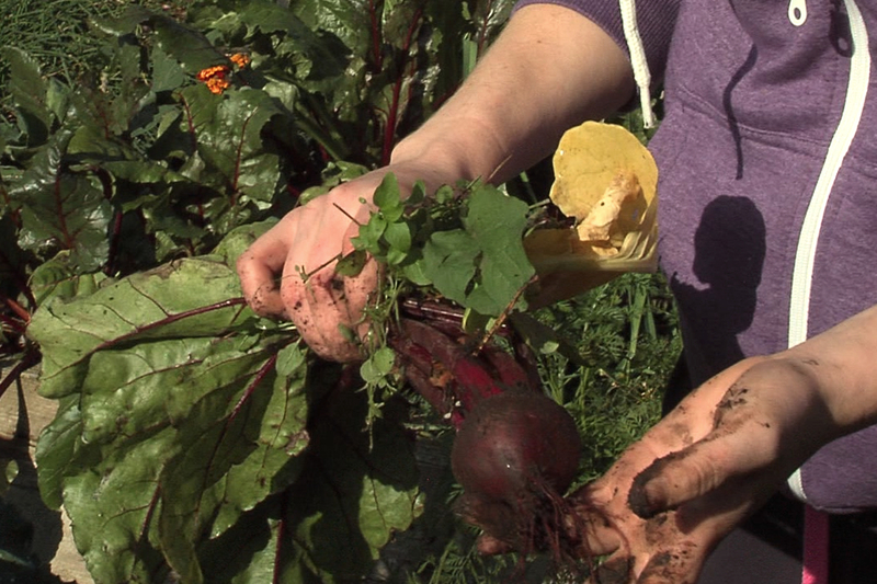 Ag baint an Fhómhair sa Charn